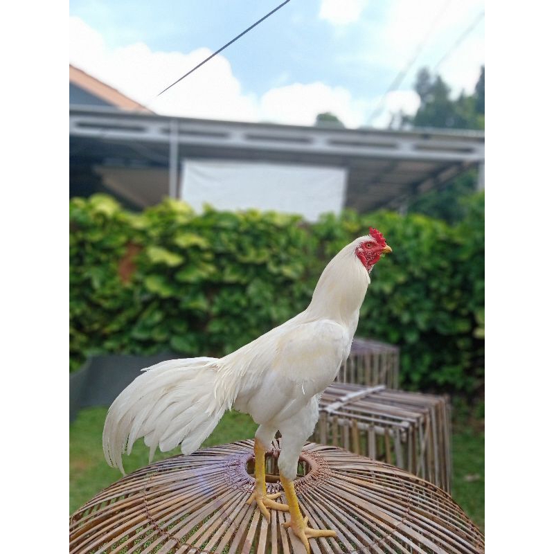 ayam Bangkok putih polos