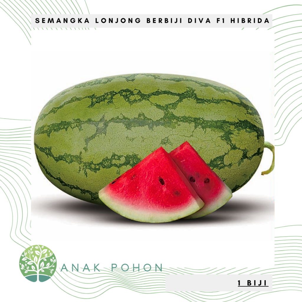 Benih Bibit Biji - Buah Semangka DIVA F1 Hibrida Lonjong Kulit Hijau Berlurik Daging Merah Manis Ber