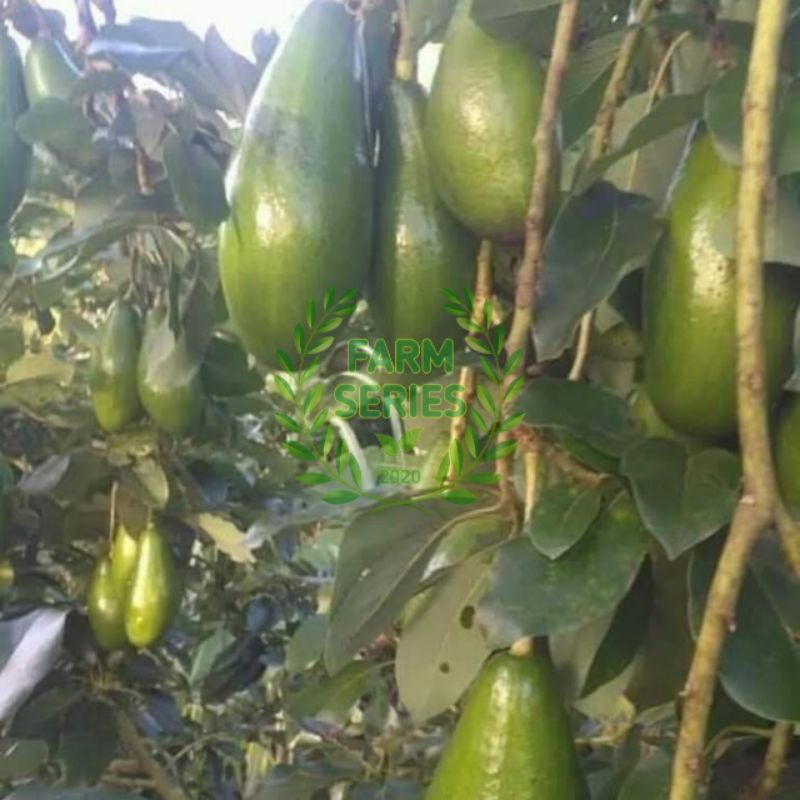 Bibit Buah Alpukat varietas Siger satu sibatu/Siger mas(100% valid)