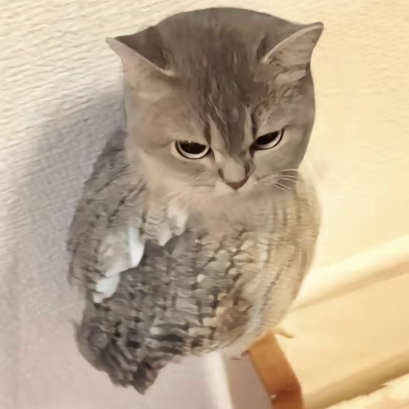 

miawww ~