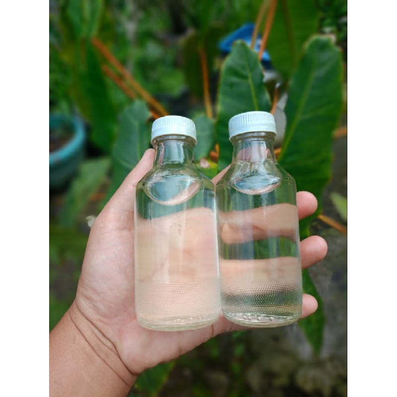 

promo 2 botol minyak kelapa tunggal