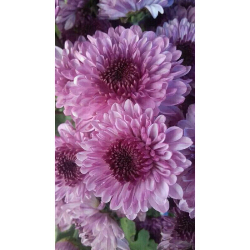 bunga krisan potong asli perikat