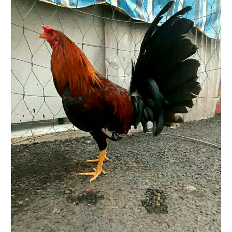 

Telur ayam Filipina Boston, Sweater, ory pure line untuk di tetaskan .