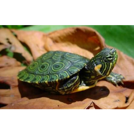 Mainan Kura Brazil Baby