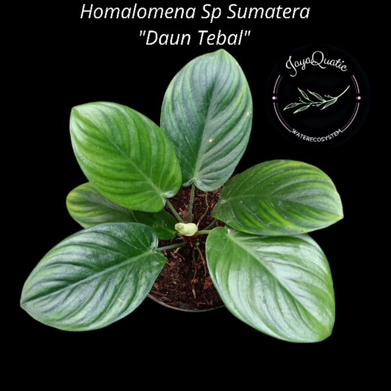 Homalomena Sp Sumatera Green "Daun Tebal" - Tanaman Hias Paludarium Jungleplant Outdoor/Indoorplant