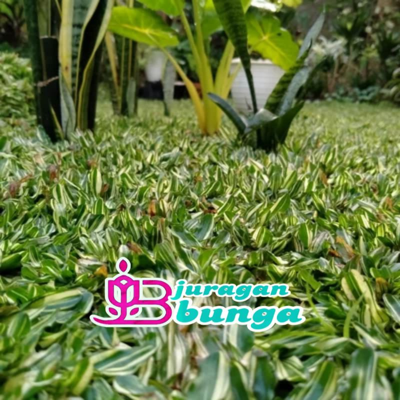 RUMPUT GAJAH MINI VARIGATA