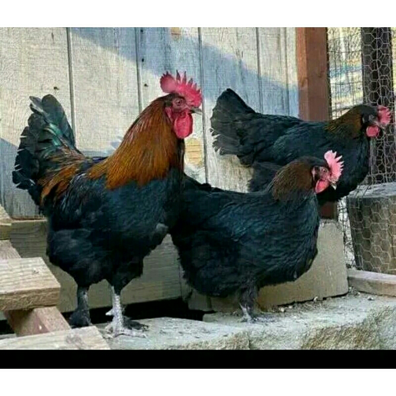 

Telur tetas ayam black parmud 4 pure asli line untuk di detaskan