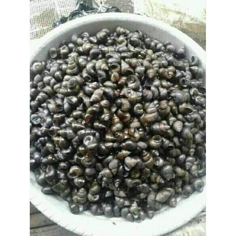 

Tutut mentah 1kg