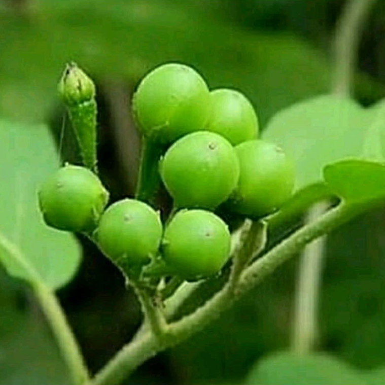 

Buah Tekokak, Cepokak / Buah Solanum Torvum 200 Gram