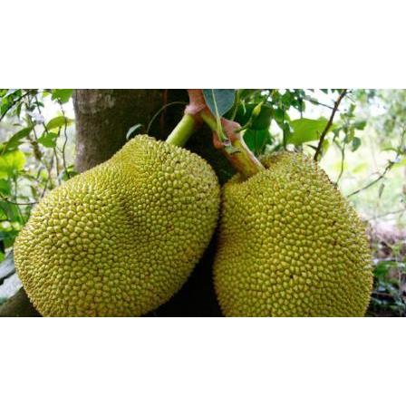 

nangkamaduberkualitasdijamin100%