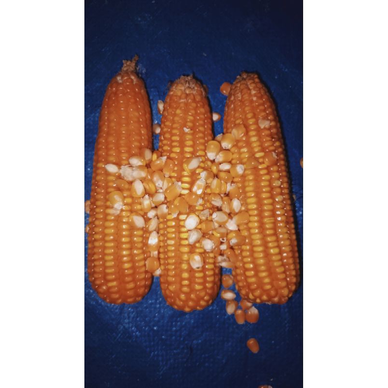 

Jagung biji yang bagus untuk bibit atau pakan ternak