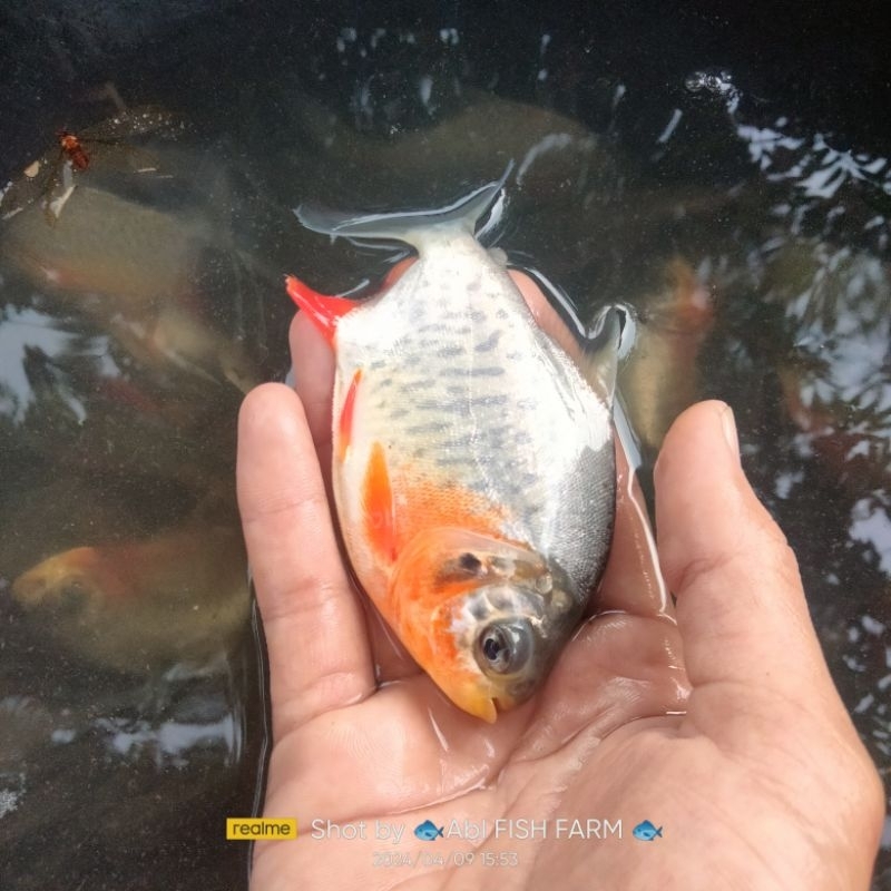 bibit ikan bawal 3 jari