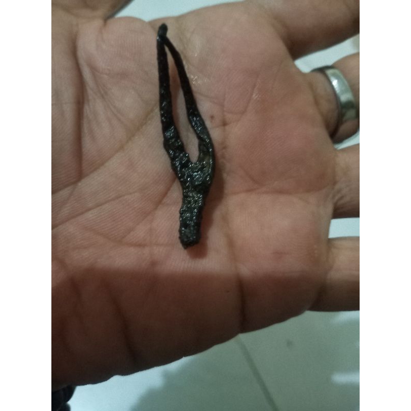 ekor tokek cabang 2 anti tembak