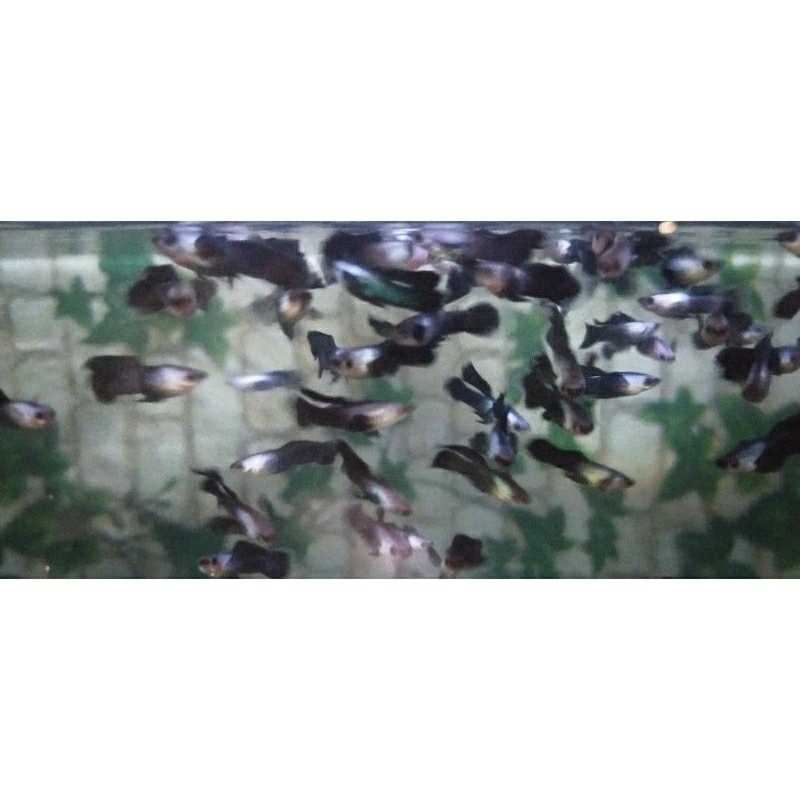 

paking kardus guppy mini pannda