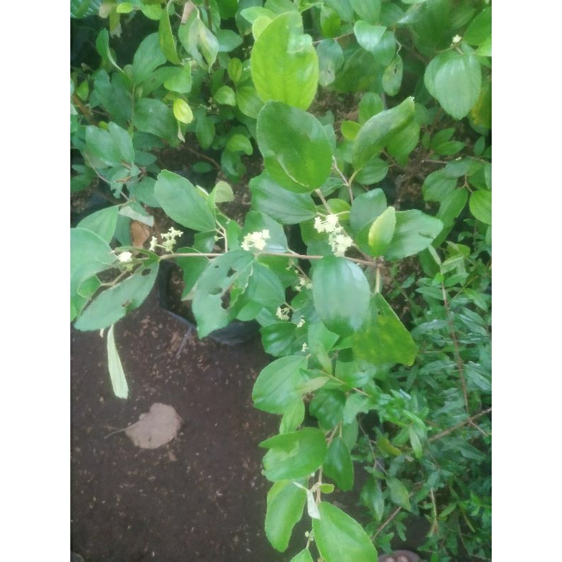 Bibit Tanaman Buah Apel Putsa Sudah Berbuah