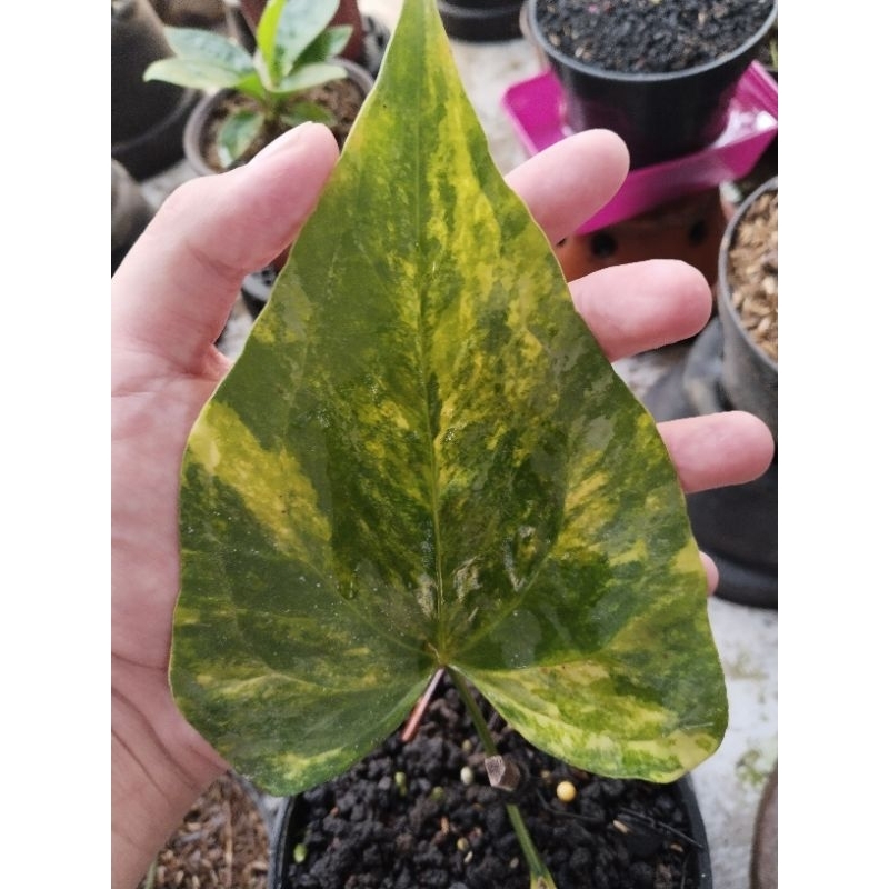 anthurium pterodactyl varigata mewah ( bonggol sudah tunas panjang)