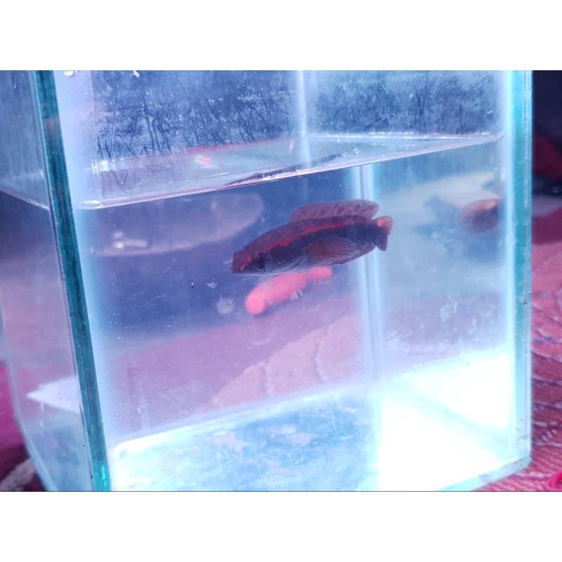 

sungai buluh kecil (SBK)