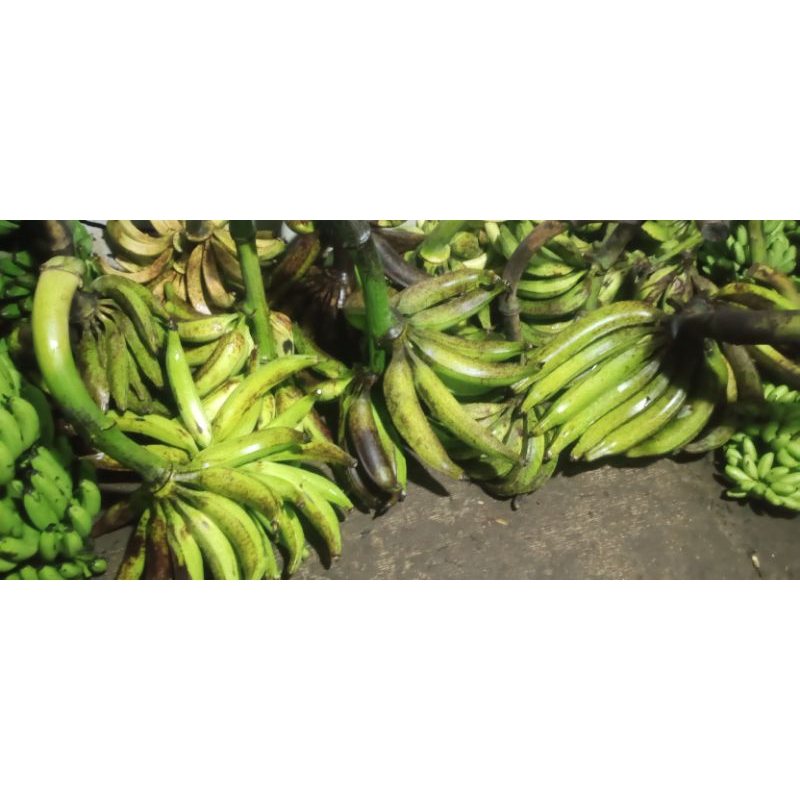 

pisang tanduk