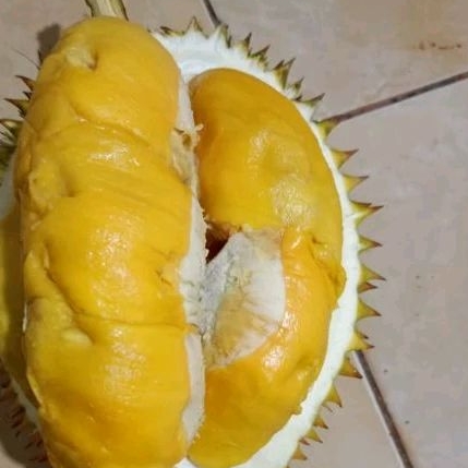 

DURIAN SUPER TEMBAGA LUMAJANG (unggulan nasional)