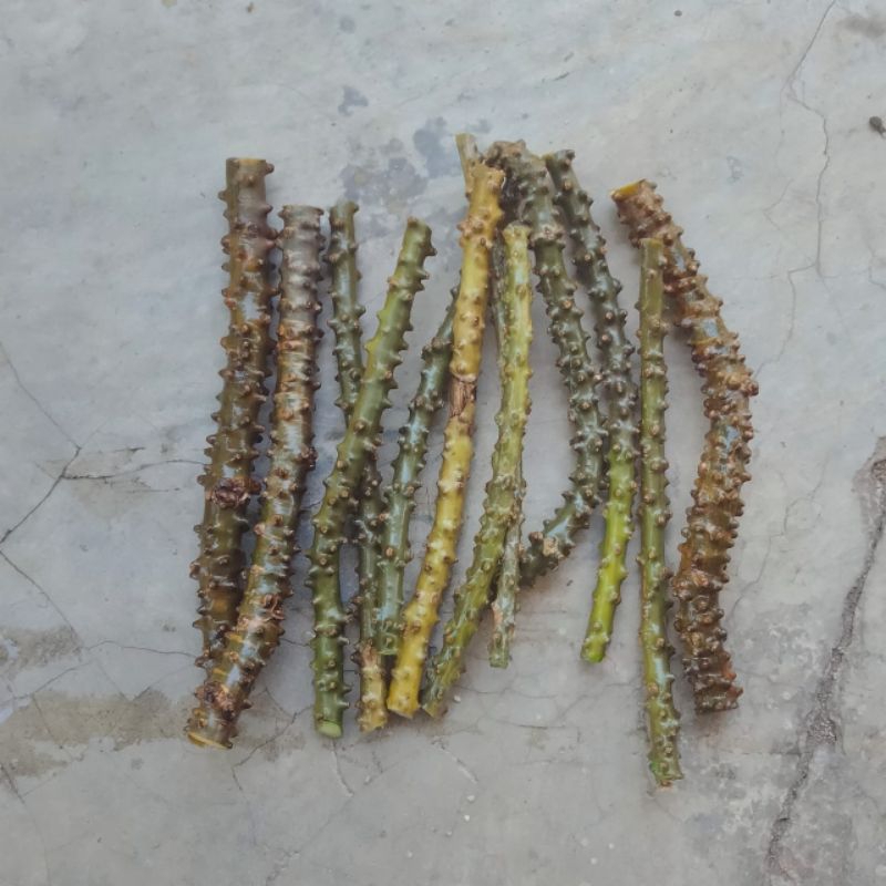 

BROTOWALI, PENAWAR SAMPAI, PETRAWALI SEGAR 250 GRAM