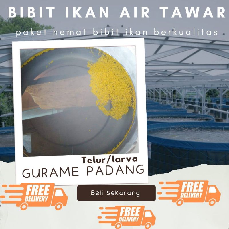 TELUR GURAME PADANG PAKET 1300 TELUR GURAME PADANG MURAH LARVA/TELUR BIBIT GURAME PADANG BERKUALITAS