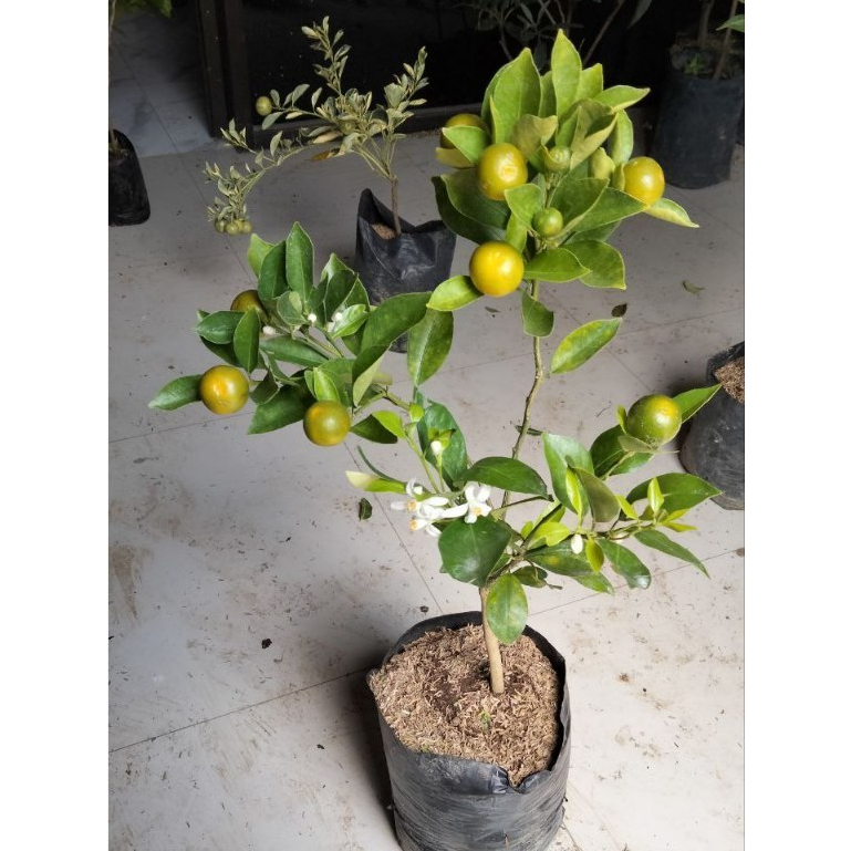 Bibit Jeruk Es Kondisi Sudah Berbuah spesial live