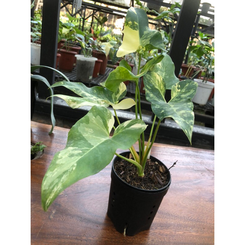 Thaumatophyllum williamsii variegated