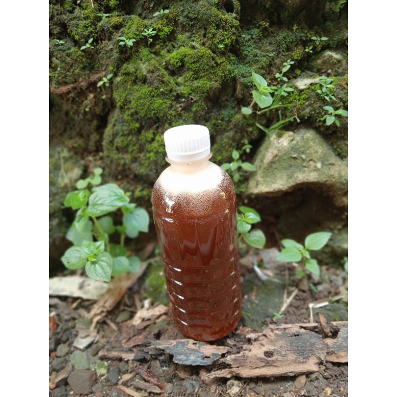 

madu hutan asli