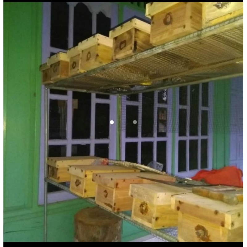 trigona klanceng leavicep dalam stup