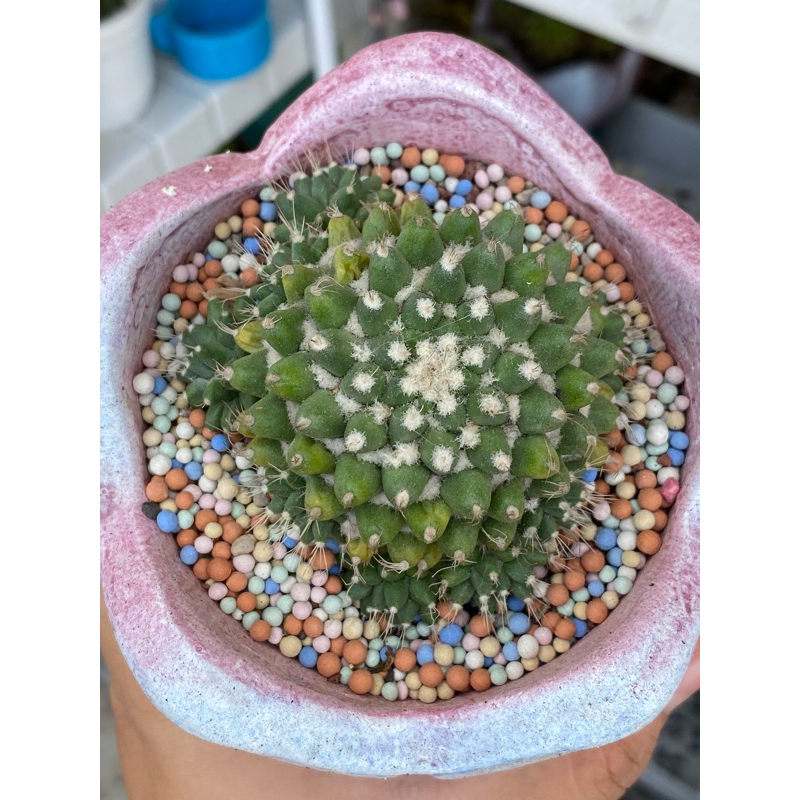 KAKTUS MAMMILARIA ERUSAMU IMPORT BANYAK ANAK