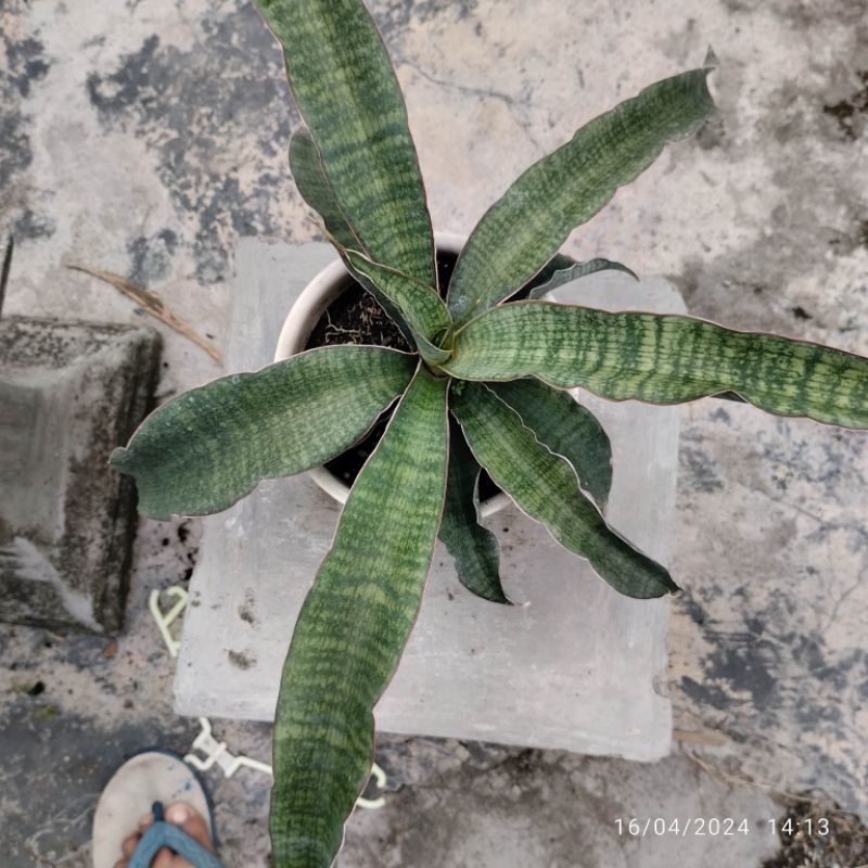 sansivera hybrid macropilla x cordova