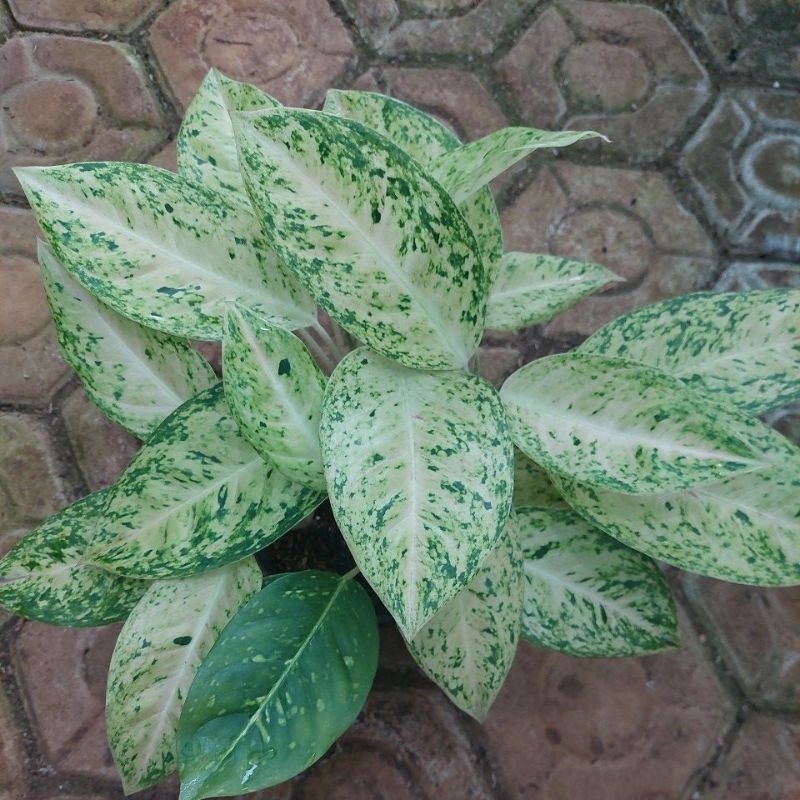 aglonema bigroy white / bigroy putih rumpun 4
