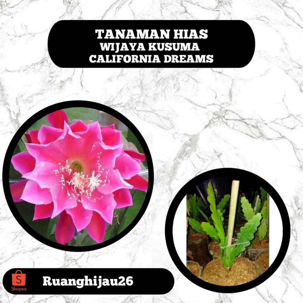 Tanaman Hias Wijaya Kusuma California Dream