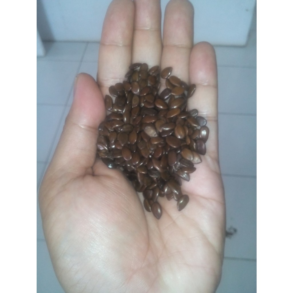 

Bibit lamtoro,biji benih mlanding,petai china siap semai,kualitas BEST