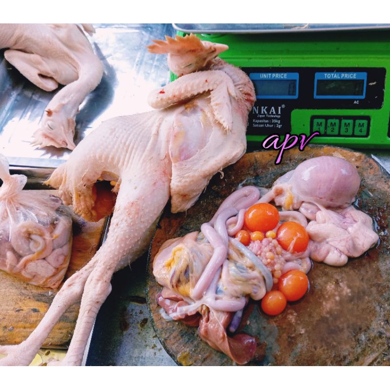 

ayam merah petelur fresh segar 1 ekor