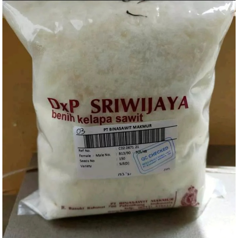 benih sawit DxP sriwijaya 5