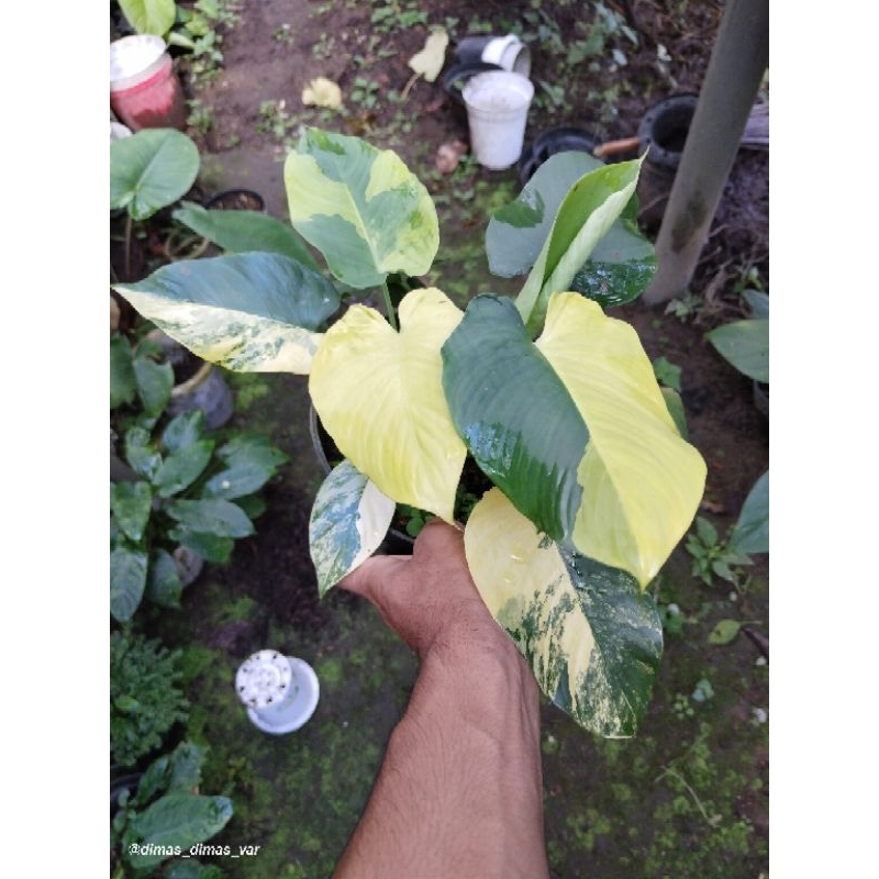 schismatoglottis varigata