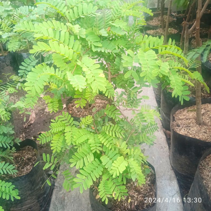 bahan bonsai pohon asem