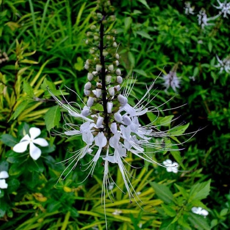 

Rumah Herbal Daun Kumis Kucing