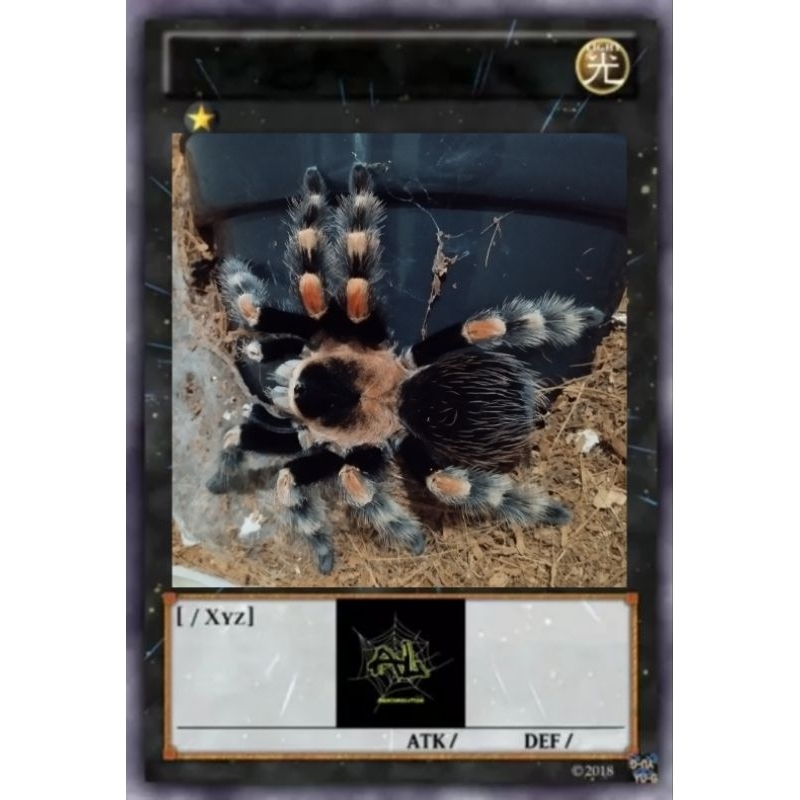 (Kartu) Tarantula Brachypelma Hamorii Female