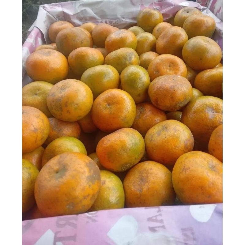 

jeruk medan brastagi 1kg