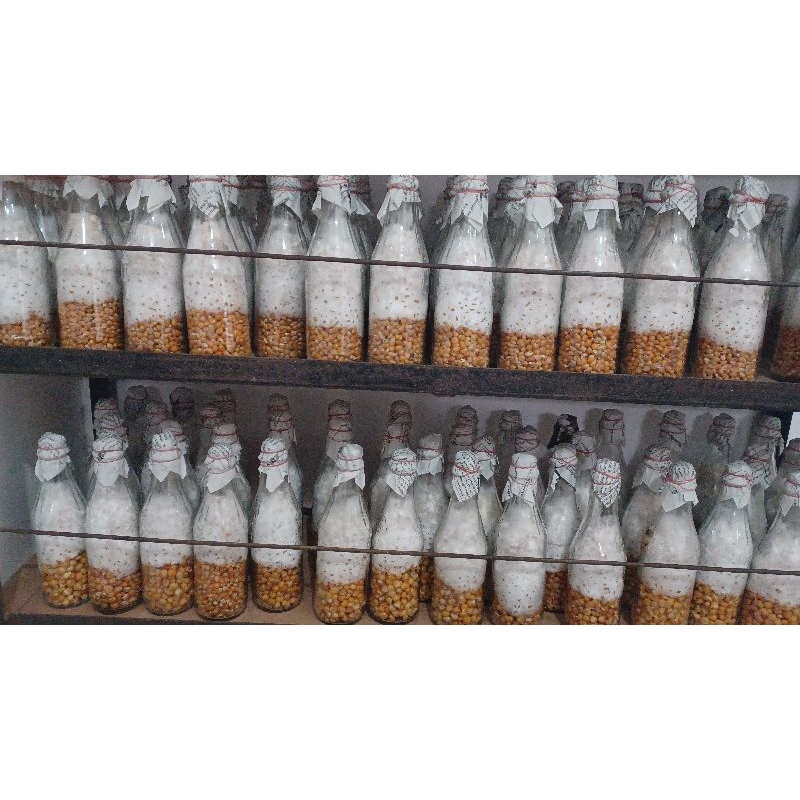 bibit jamur tiram f2 coklat dan putih