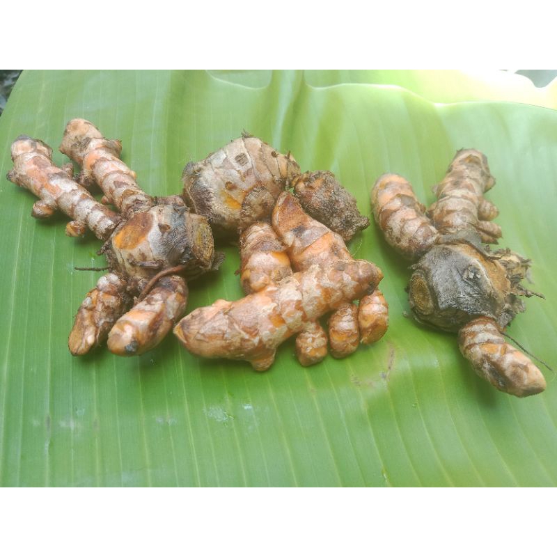 

Kunyit Segar / Kunyit Bumbu Dapur - Sayuran & Bumbu Dapur Segar ( @ 250gram )