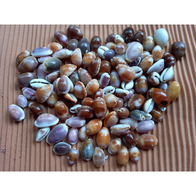 Cangkang kerang Laut