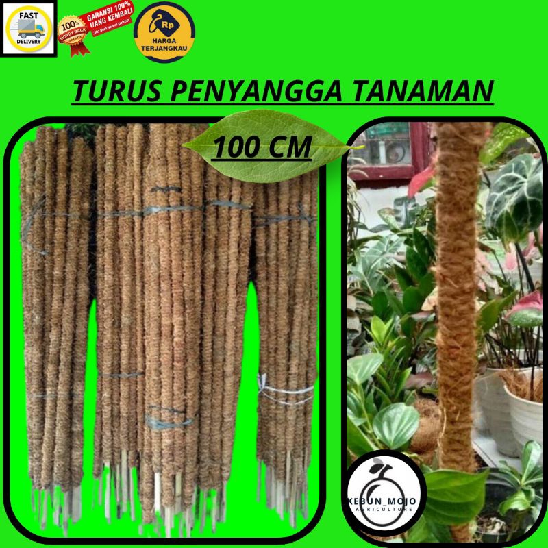 Turus 100 cm serabut kelapa untuk penyangga Tanaman Bunga Aglonema janda bolong anggrek murah