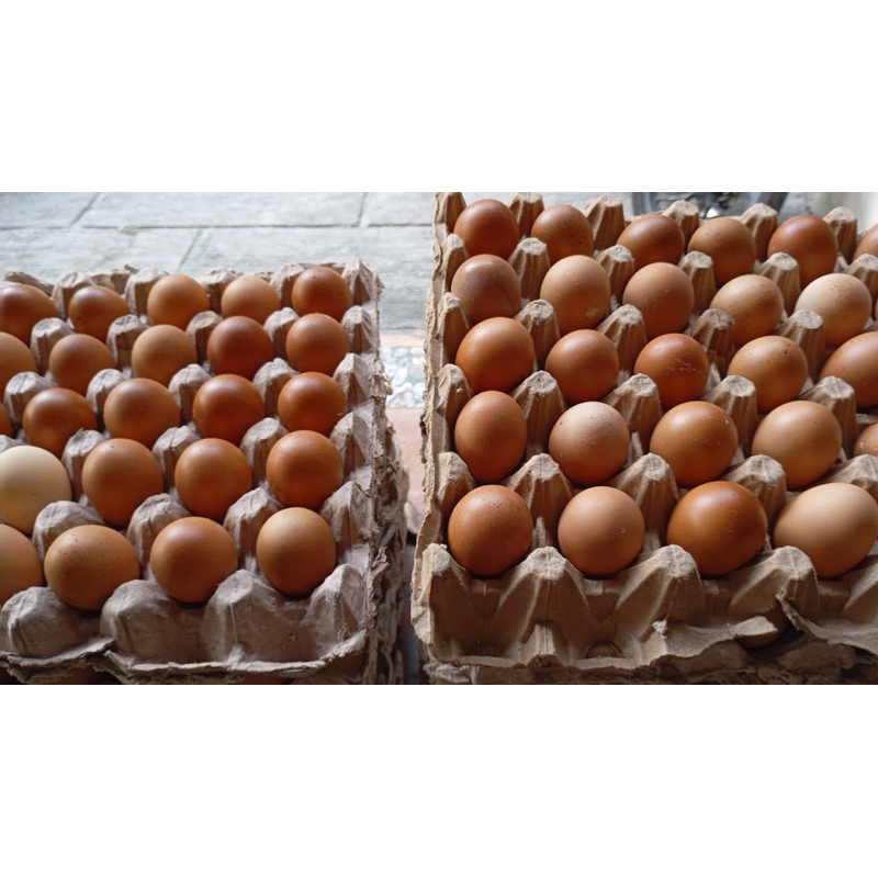 

Telur Ayam Ras (Mini)