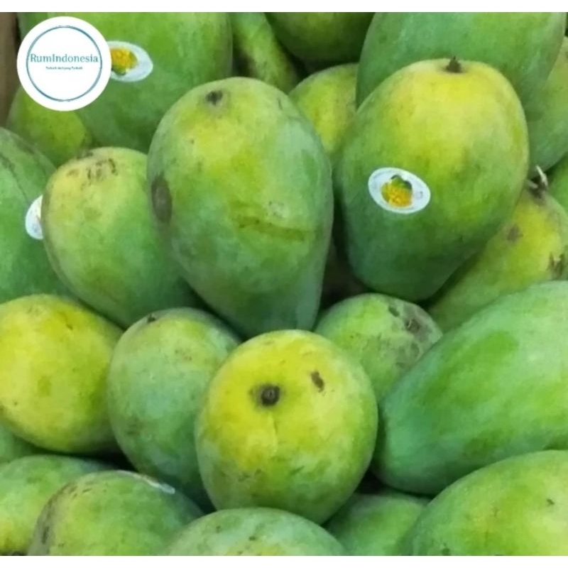 

mangga harum manis fresh 1 kg / buah mangga harum manis 1 kg
