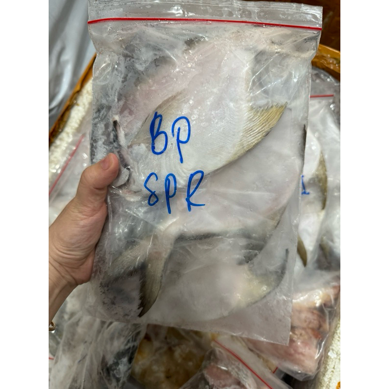 

bawal putih super 3 ekor berat 1.1 kg