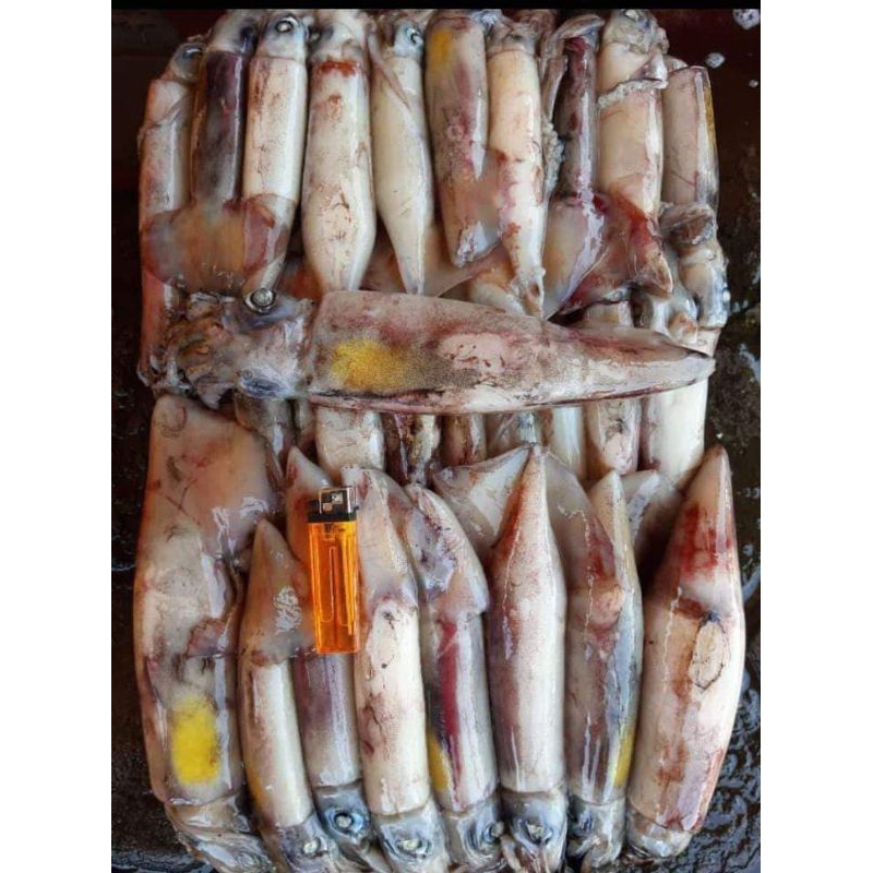 

Cumi Besar Frozen 1 kg