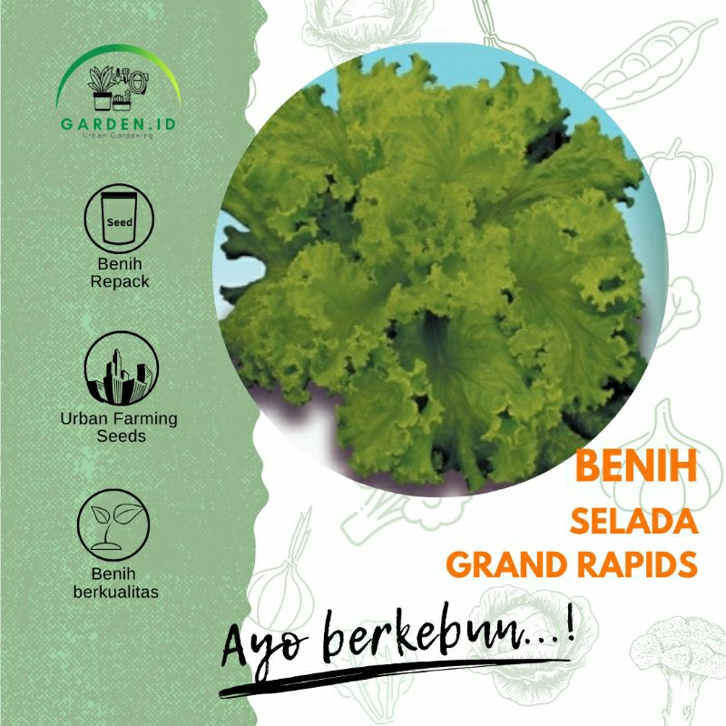 Biji - Benih Lettuce - Selada GRAND RAPIDS / Selada GREEN ROMAINE